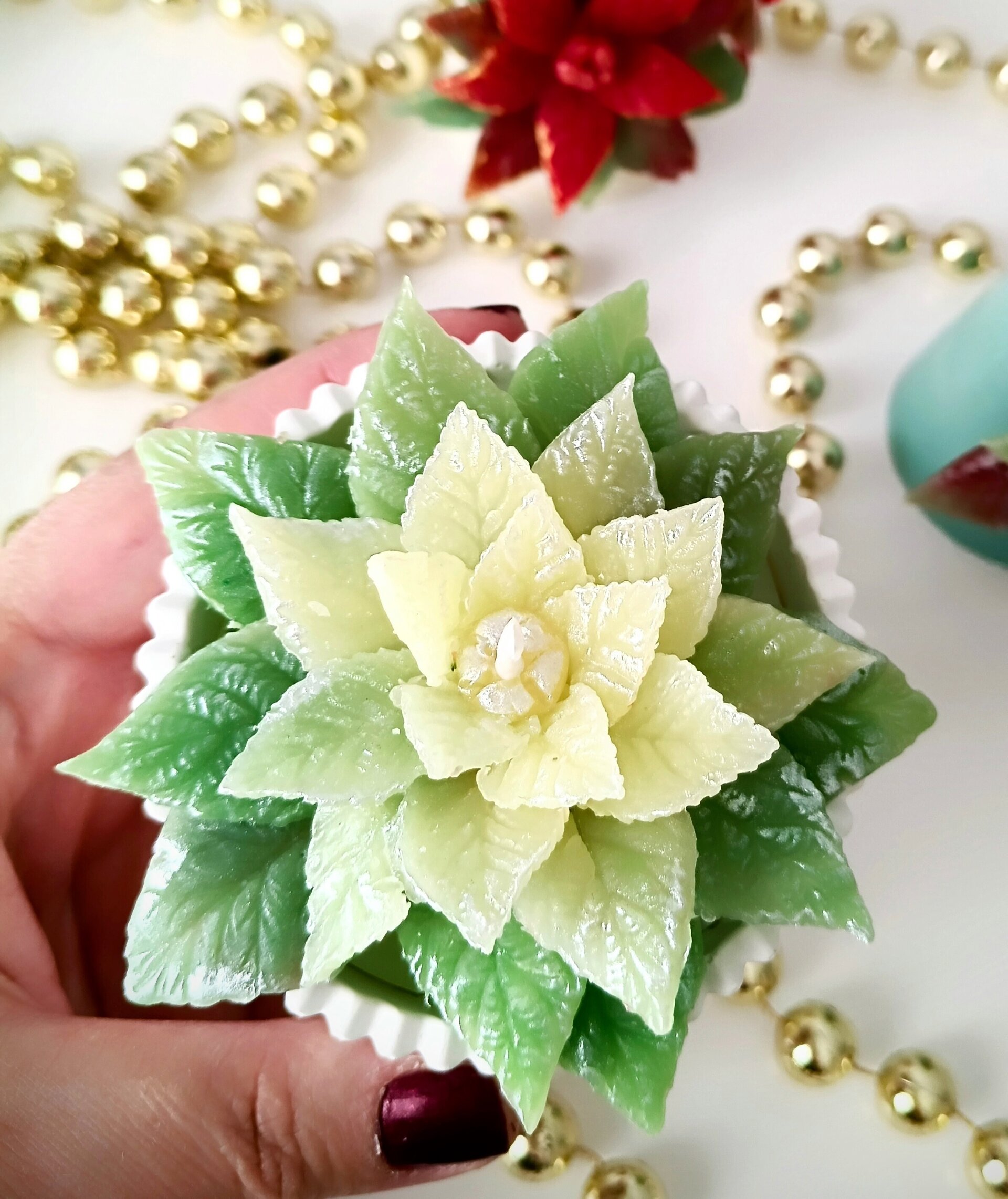 Velas Poinssetia en maceta - 2