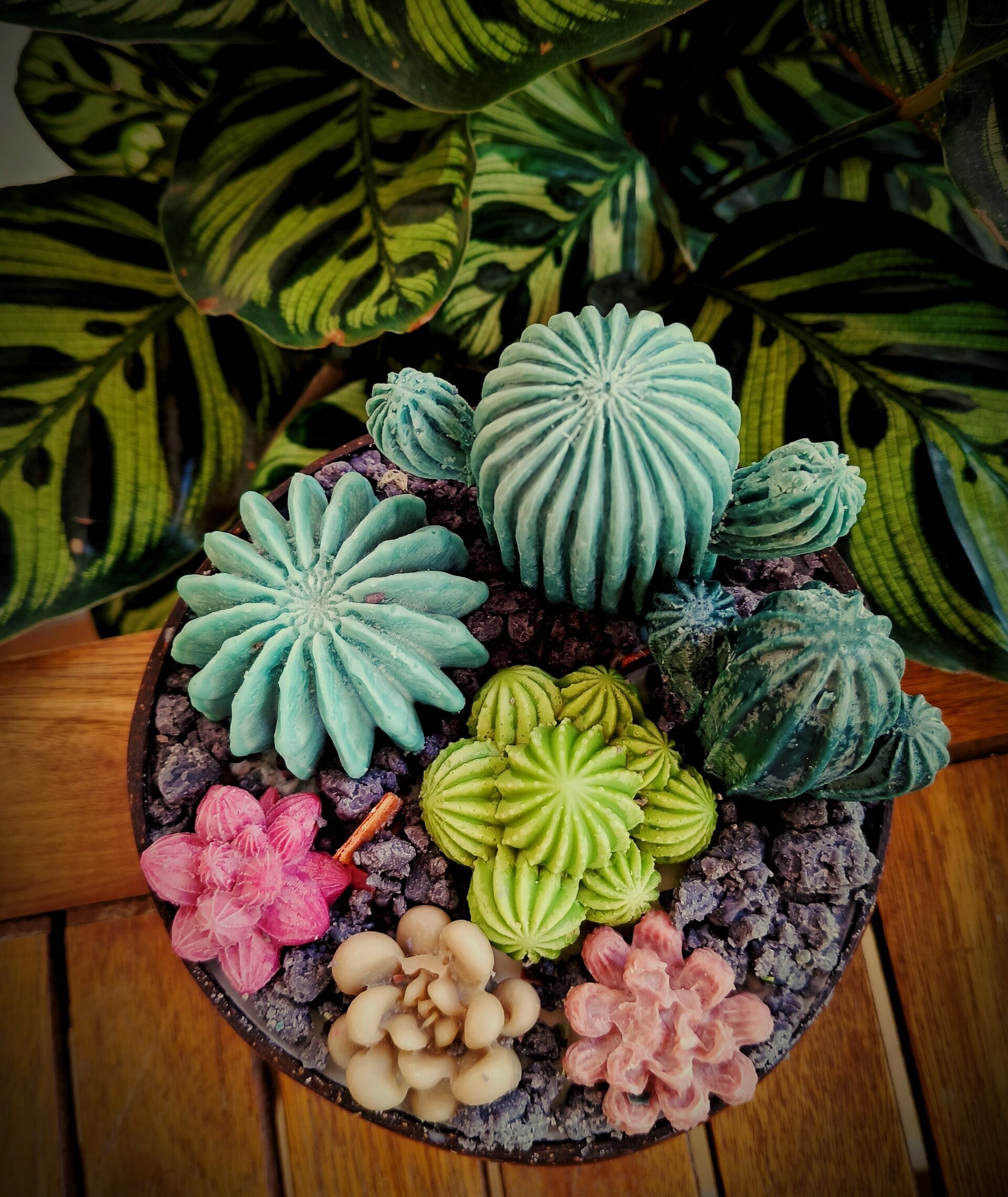 Vela aromática terrario de cactus - 2